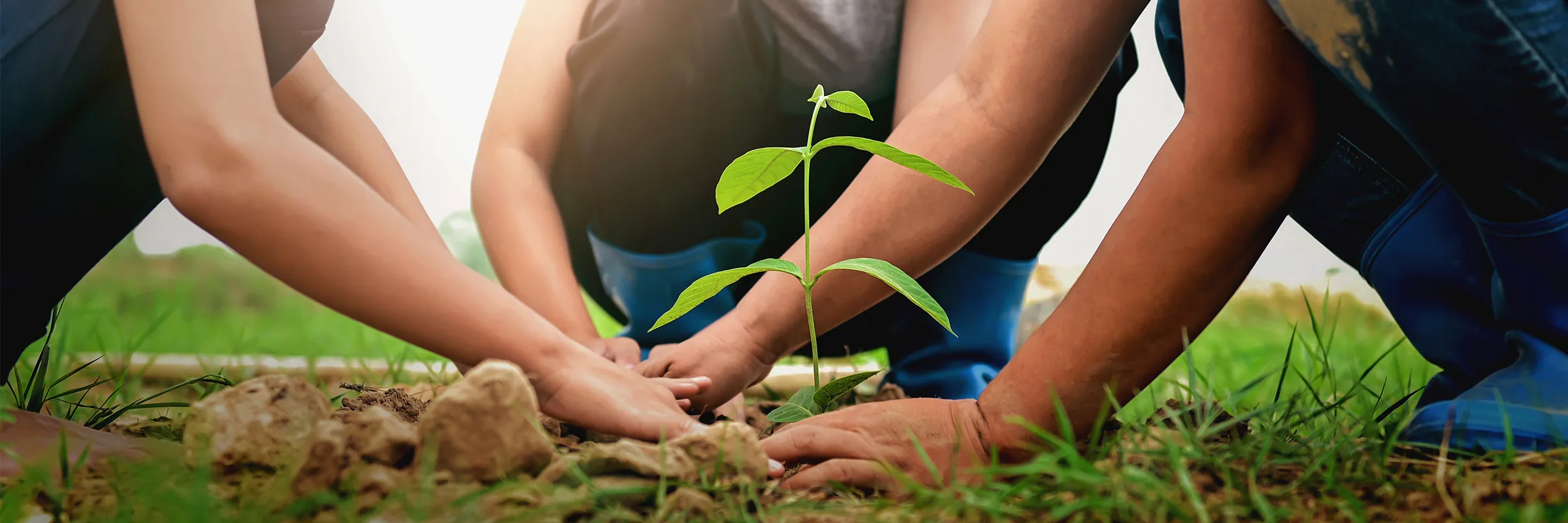 People planting together
